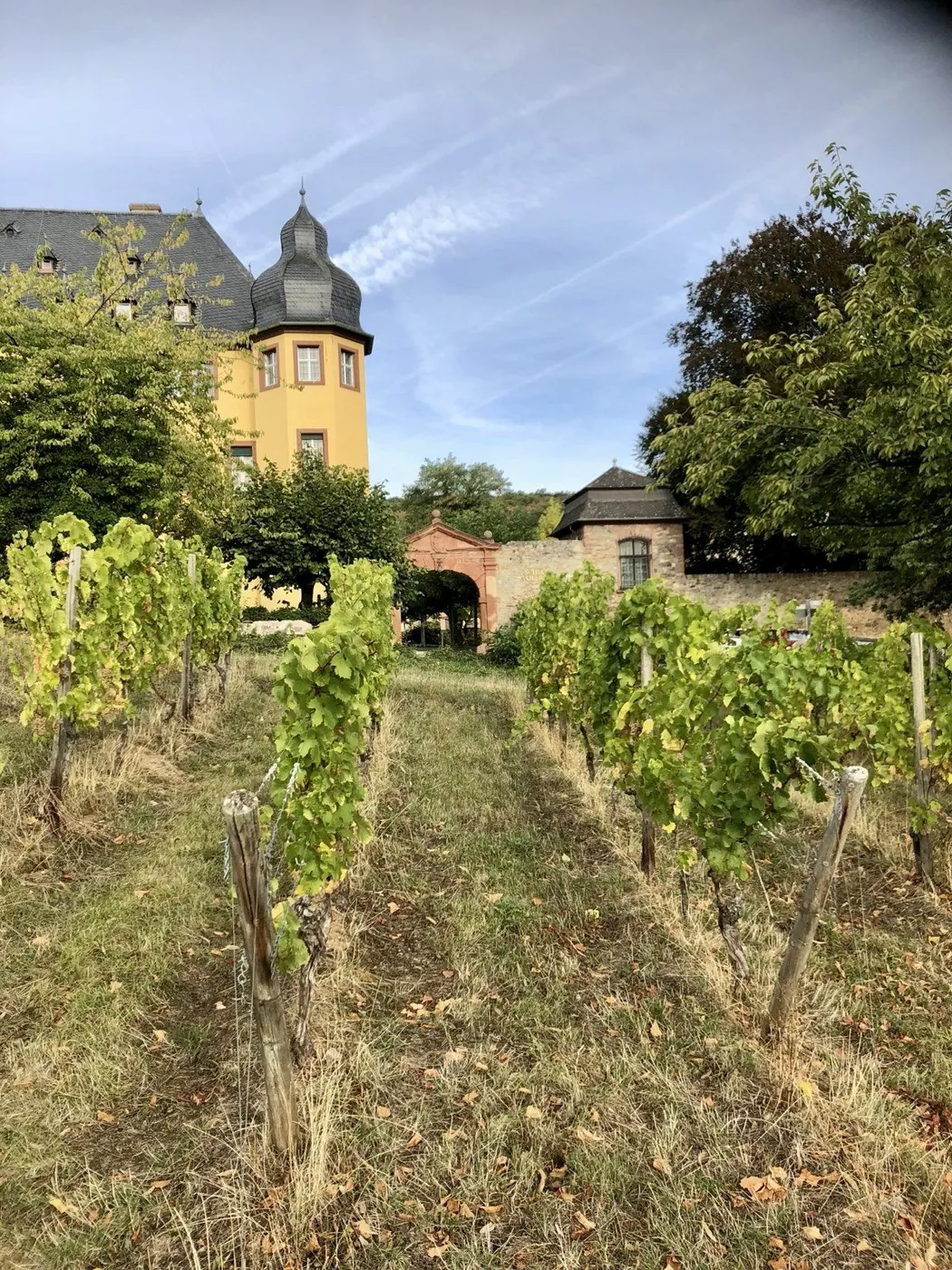 Rader med vinstokker i grønt og gult, med en gul bygning med tårn og løvtrær i bakgrunnen