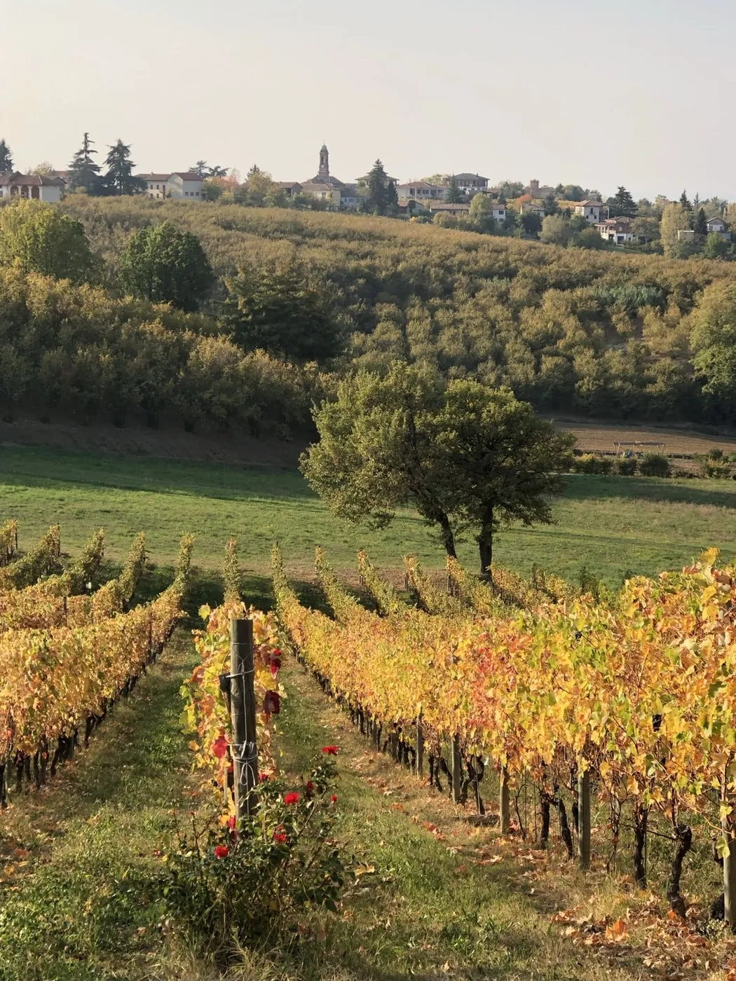 Vinrader i gule høstfarger med en roseplante ved enden av raden, et enslig tre og en landsby med kirketårn på åsen bak